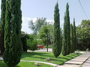 Cupressus Sempervirens Var. Horizontalis